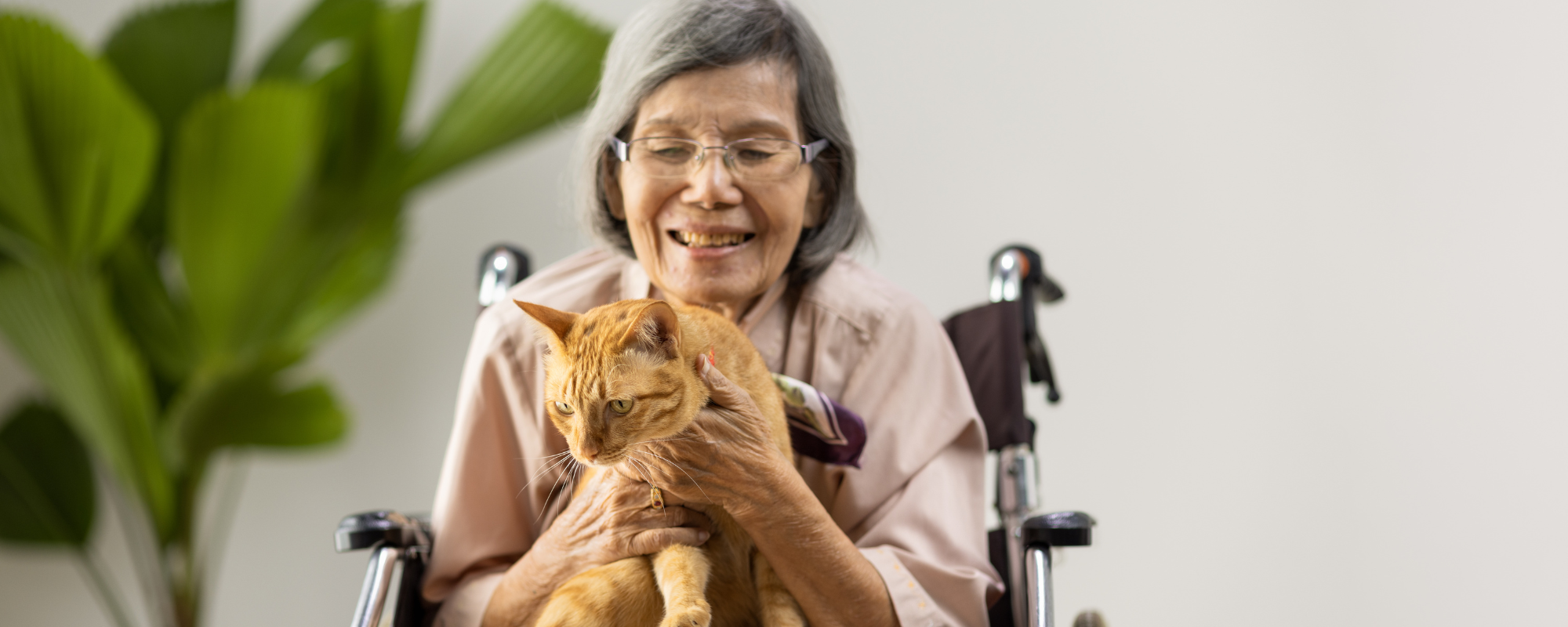 Elderly Cat Care Essentials: Setting Up a Safe and Cozy Home