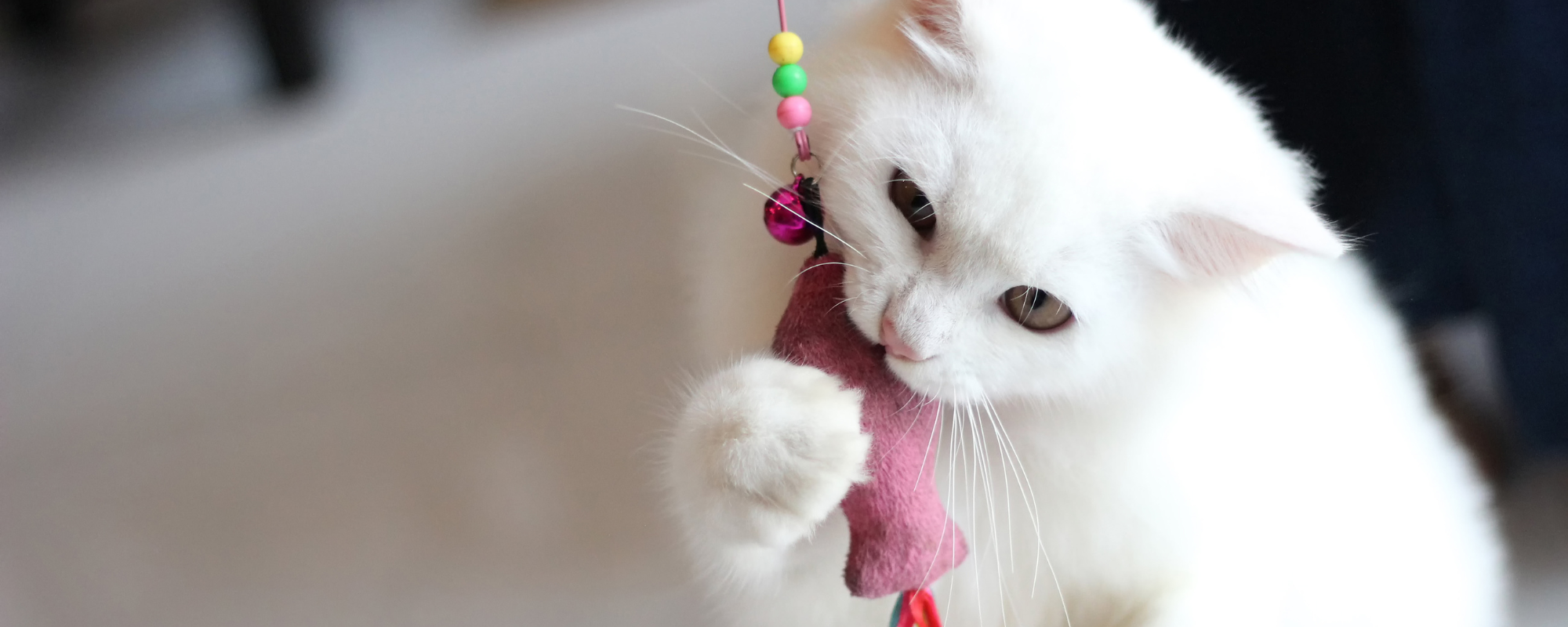 Engage and Entertain: 5 Fun Indoor Activities for Your Senior Cat