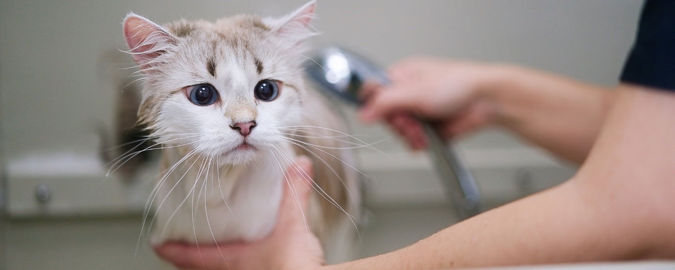 a cat getting hygiene treatment blog cover picture pet servo