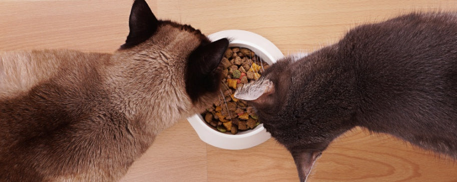 Feeding Senior Cats: Nutritional Needs and Dietary Adjustments