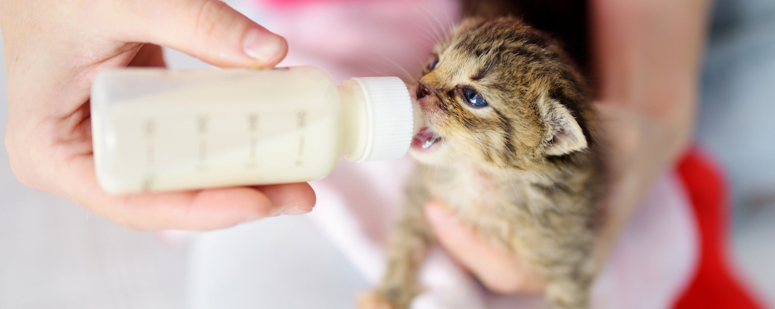 Feeding Your Kitten: Nutritional Needs and Schedules