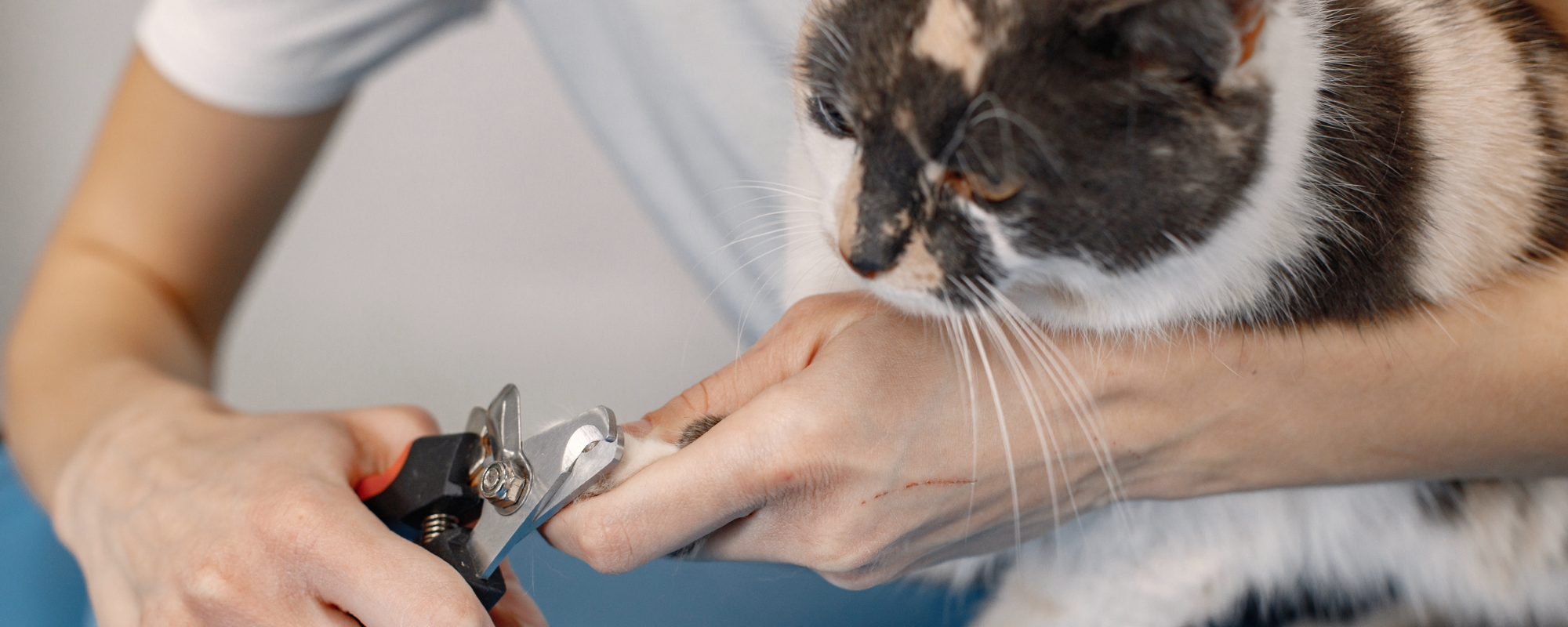 From Brushes to Nail Clippers: 10 Essential Cat Grooming Supplies