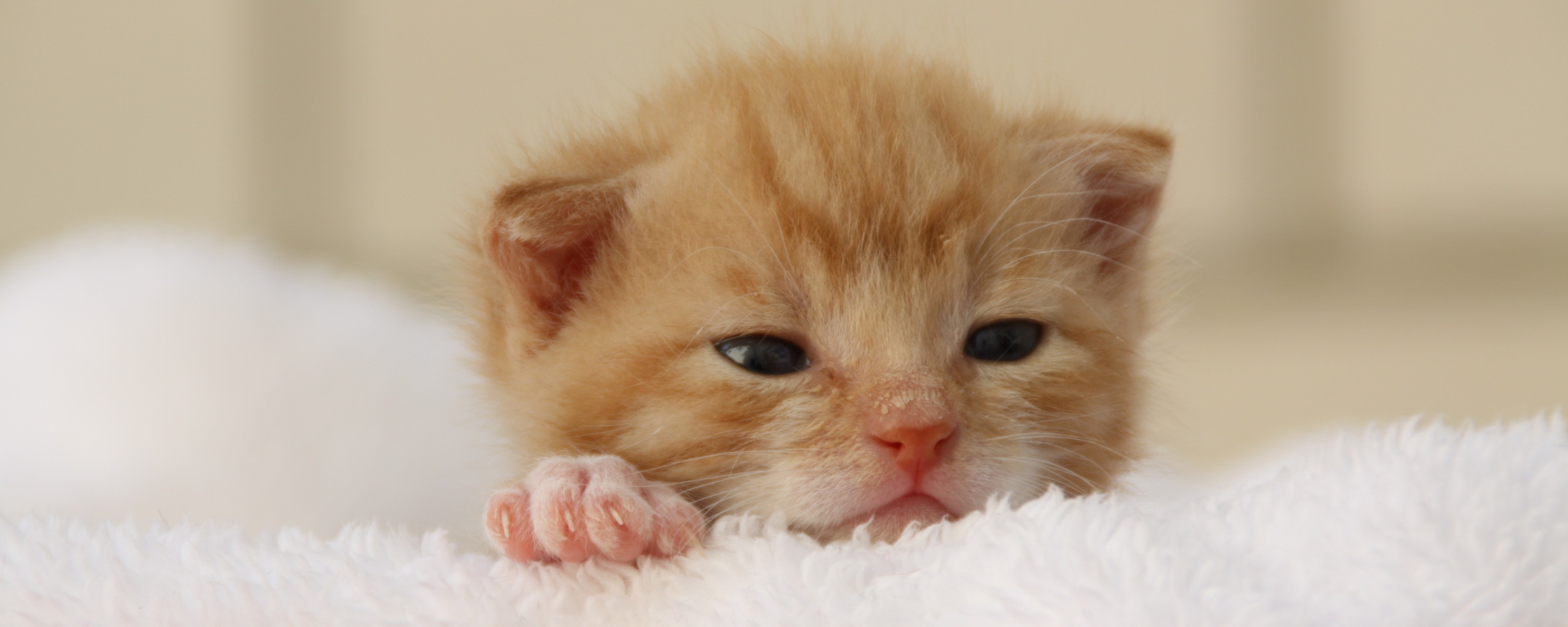 From Newborn to Adulthood: Kitten Development Stages Explained