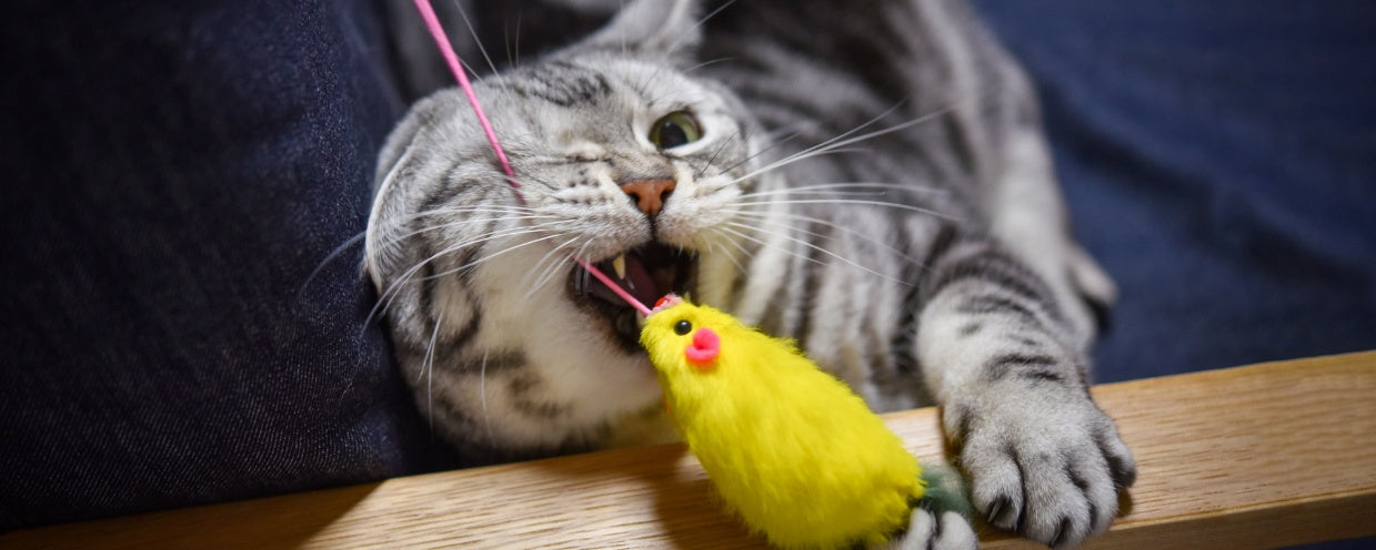 Fun and Fitness: The Importance of Play in Cats' Lives