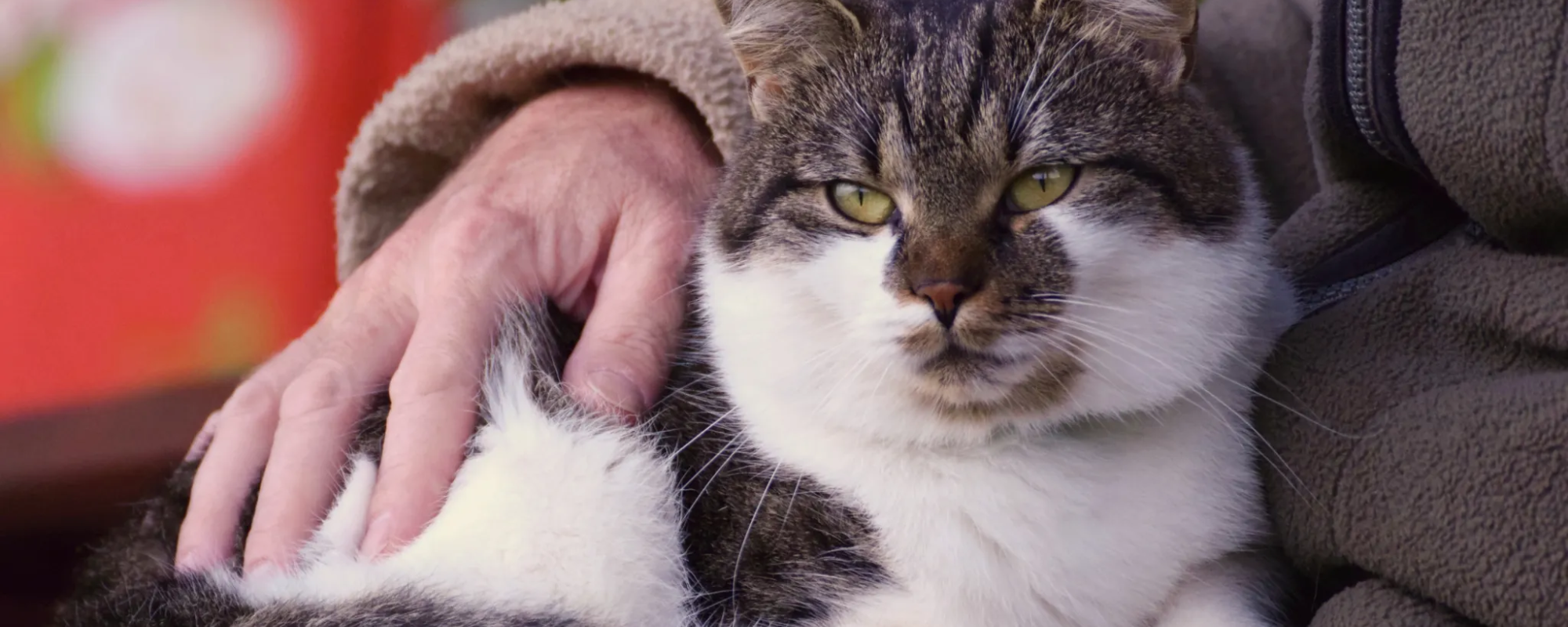 Helping Your Senior Cat Thrive: How to Boost Their Quality of Life