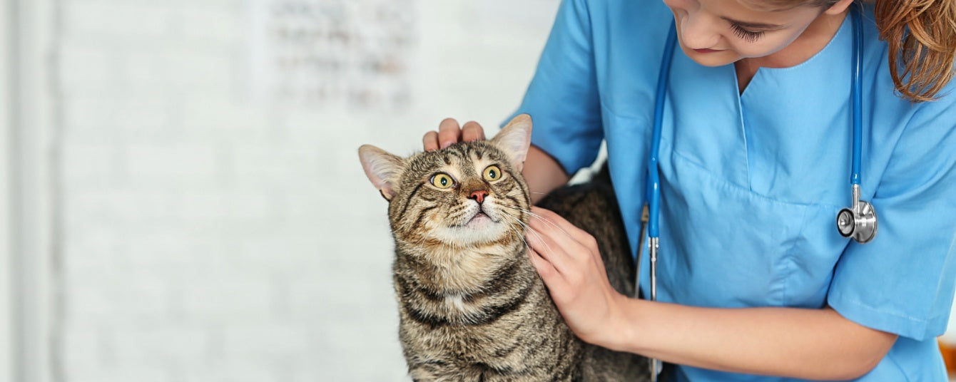 How Often Should Senior Cats See the Vet? Expert Guidelines
