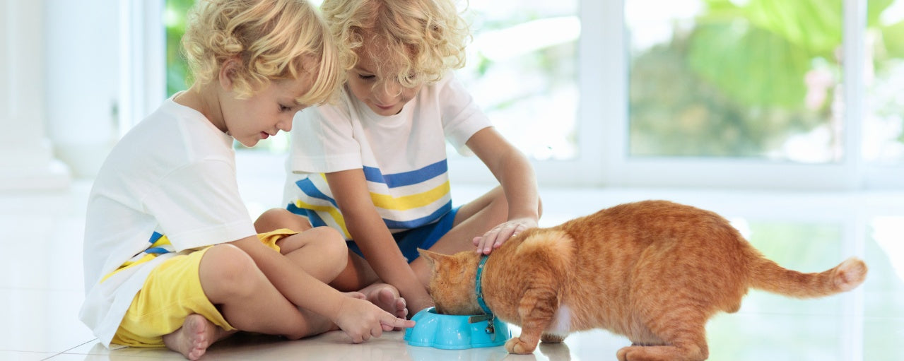How to Avoid Common Feeding Mistakes with Indoor Cats