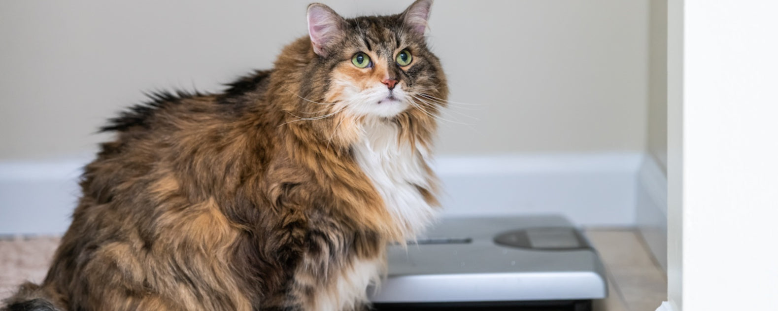 "How to Maintain a Healthy Weight for Your Cat"