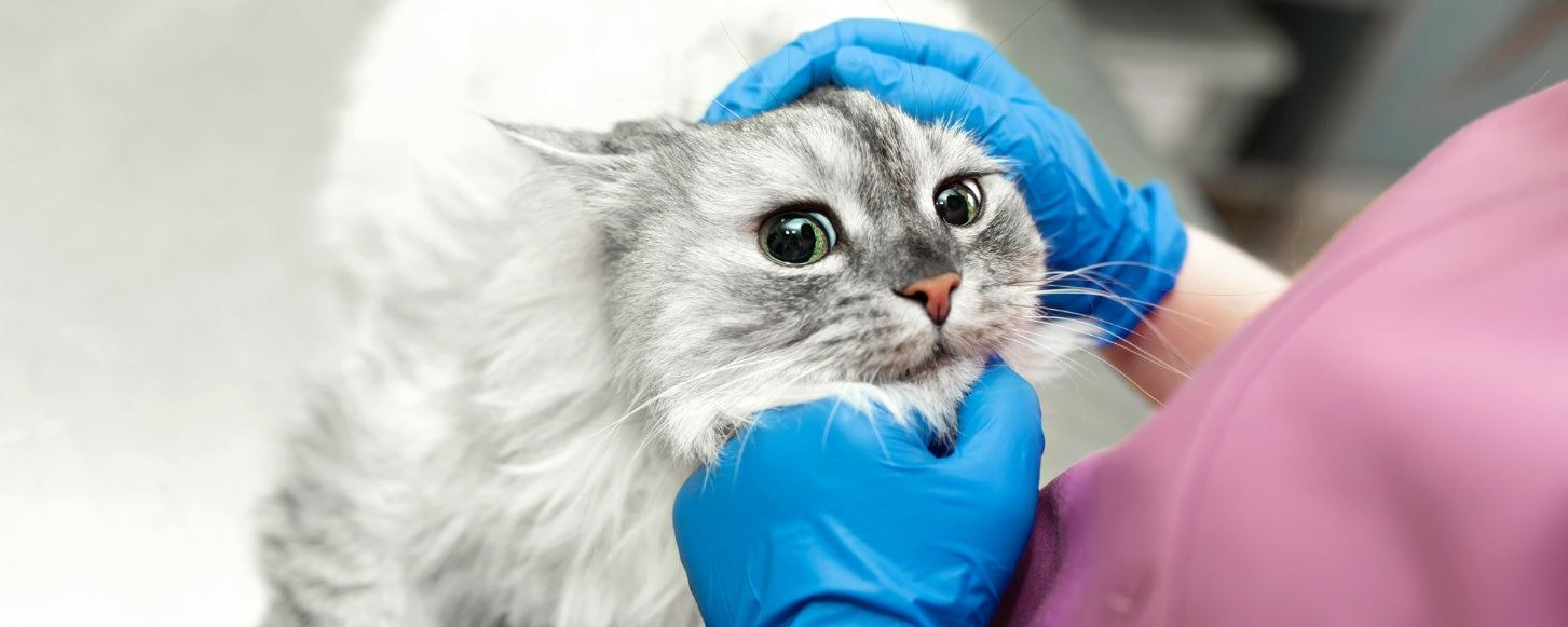 How to Manage Common Health Issues in Cats
