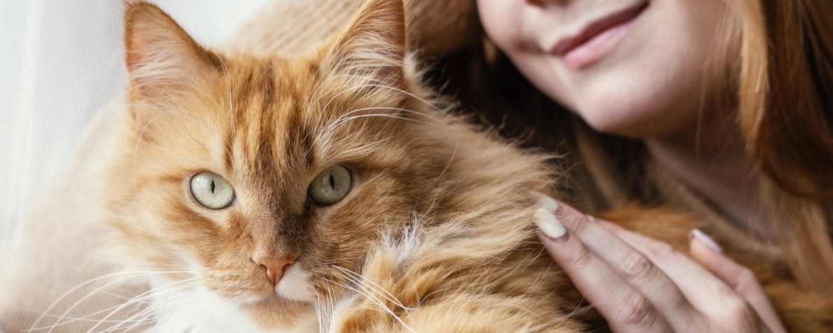 How to Meet the Unique Needs of Your Senior Cat