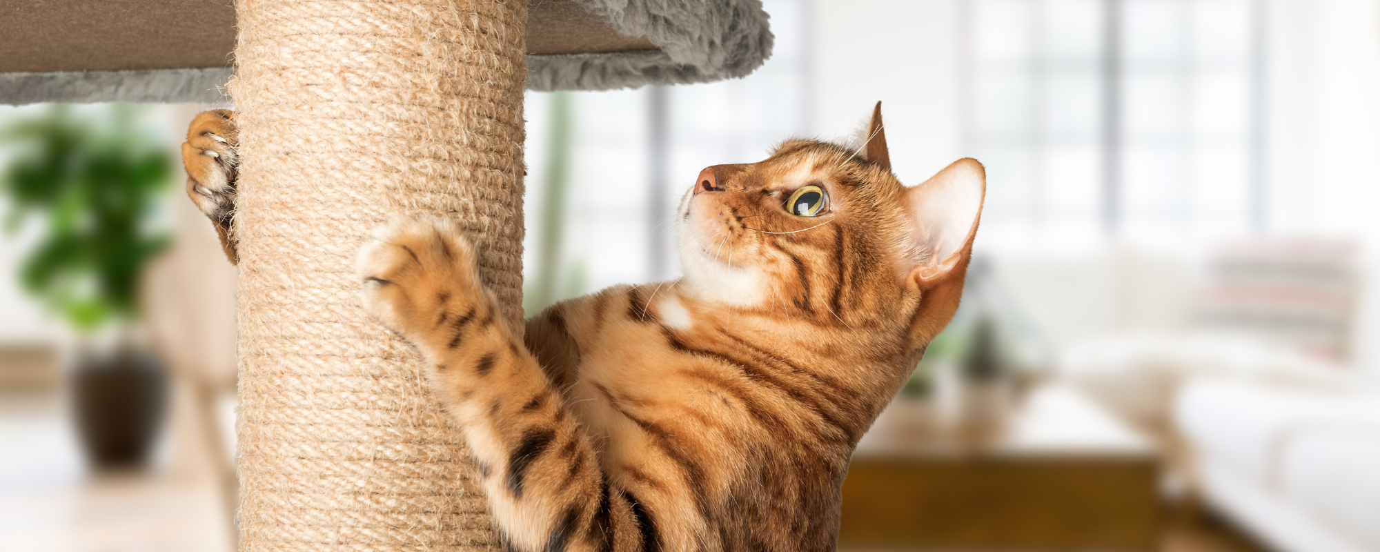 How to Pick the Right Scratching Post to Keep Your Cat Happy