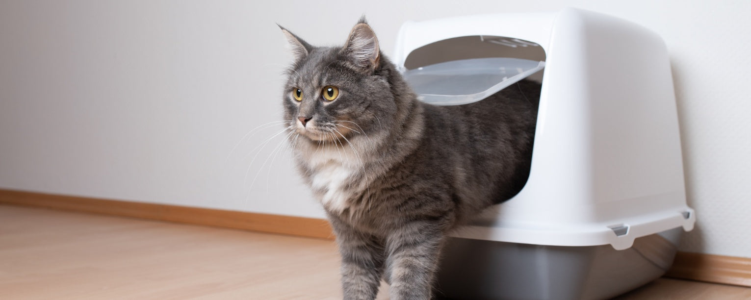 Best way to keep litter box from smelling clearance