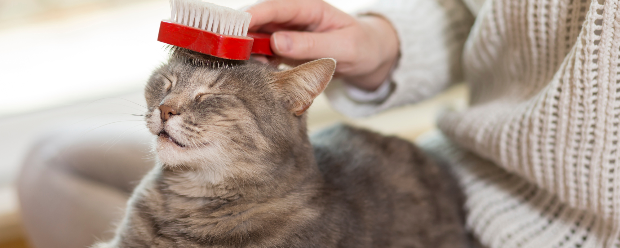 How to Prevent and Treat Hairballs in Your Cat: A Practical Guide