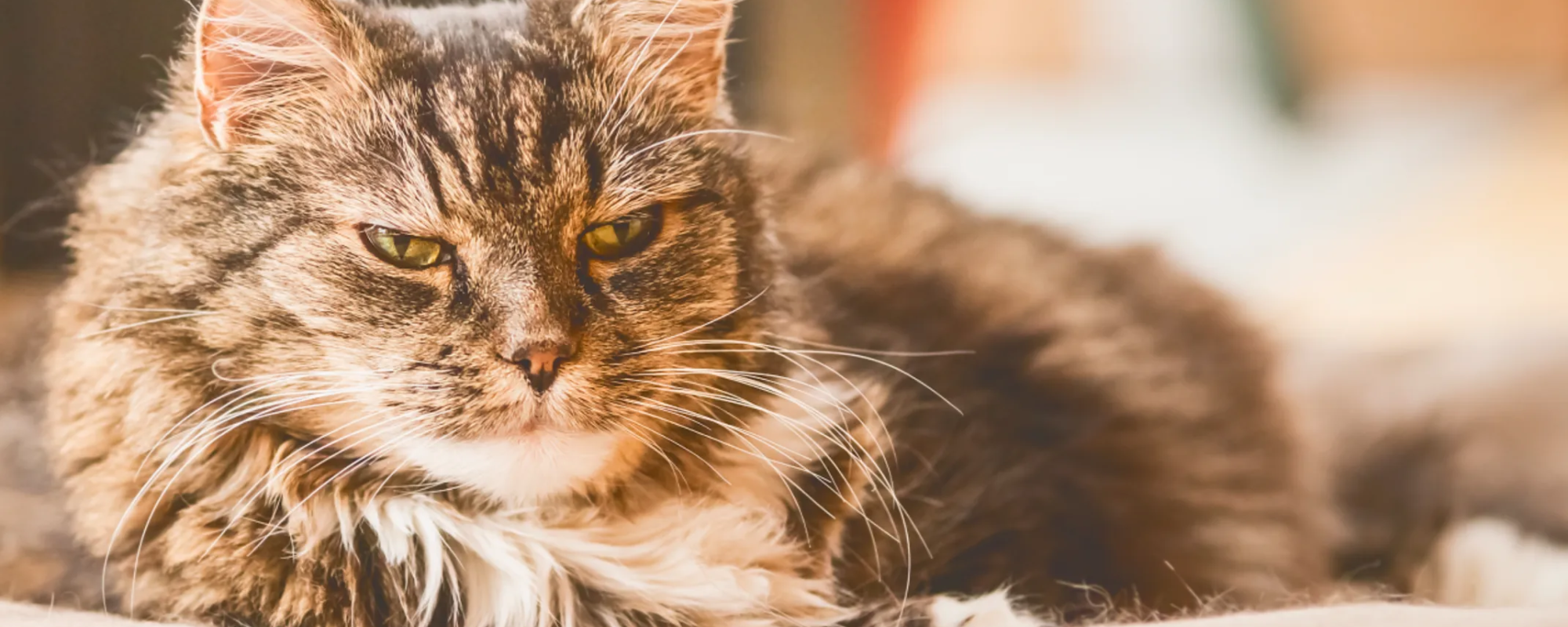 How to Recognize Common Health Concerns in Senior Cats