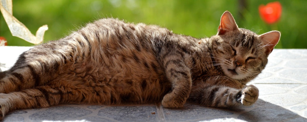Is Your Cat Expecting? 7 Signs of Cat Pregnancy Every Owner Should Know