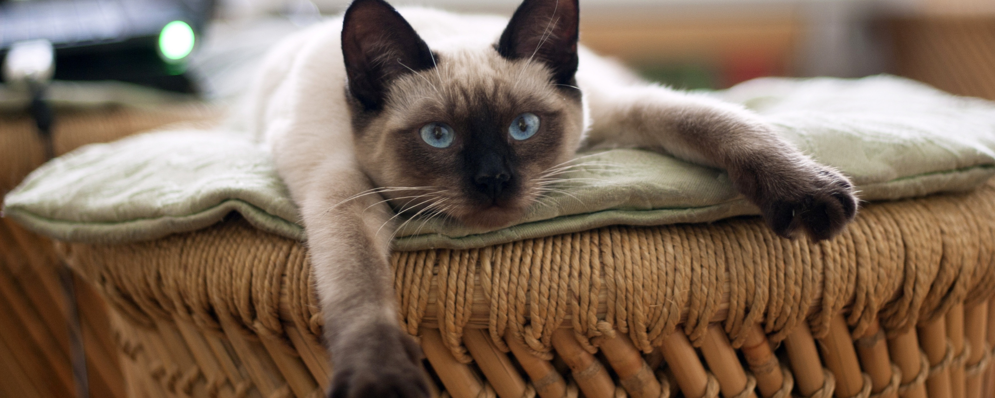 Is Your Home Safe for Cats? 10 Common Dangers to Watch Out For