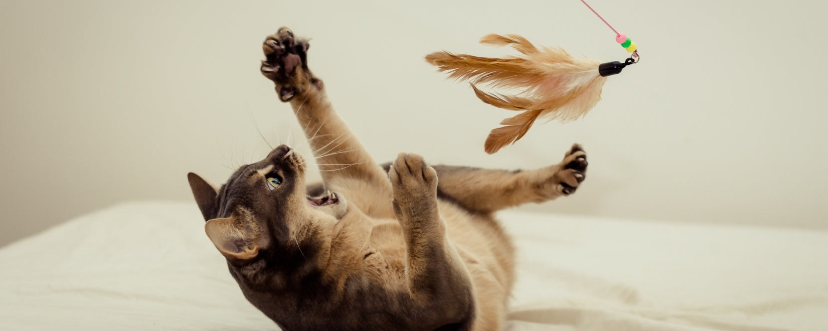 Keeping Indoor Cats Active: Fun and Engaging Ways to Stimulate Your Cat