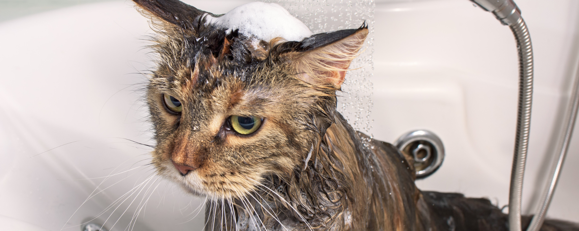 Keeping Your Cat Clean: 5 Common Hygiene Mistakes to Avoid