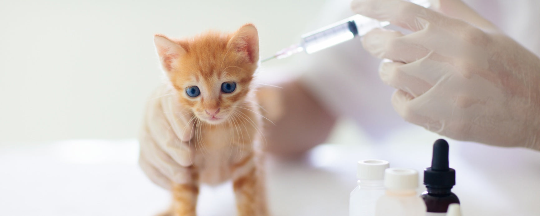 Kitten Vaccinations: Essential Immunizations for a Healthy Start