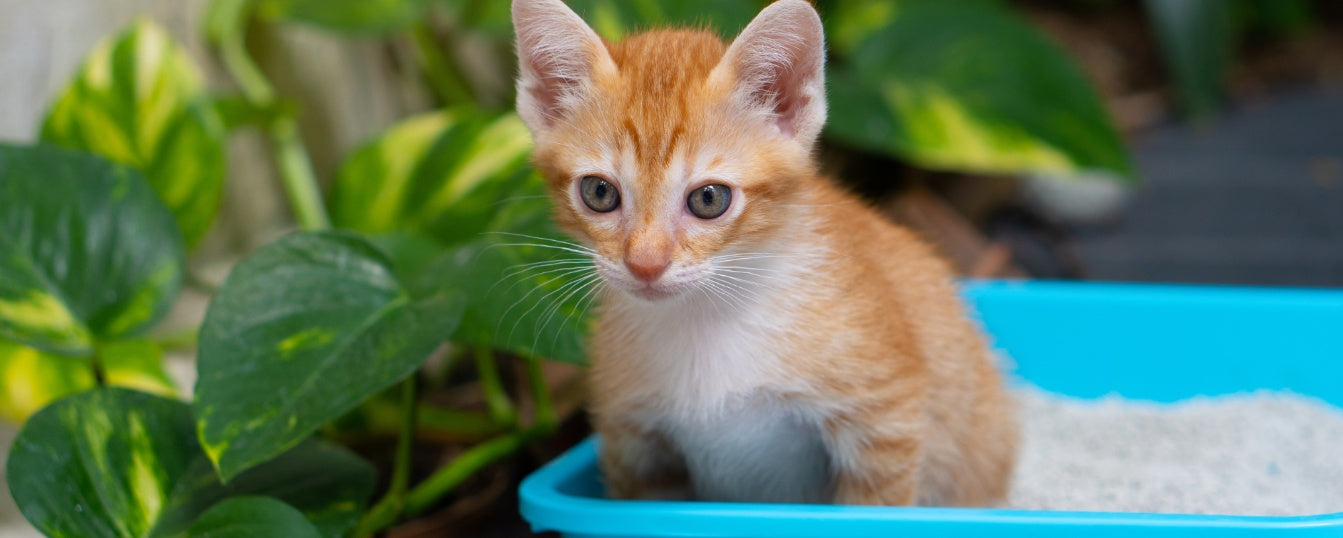 Litter Training Your Kitten: Step-by-Step Guide