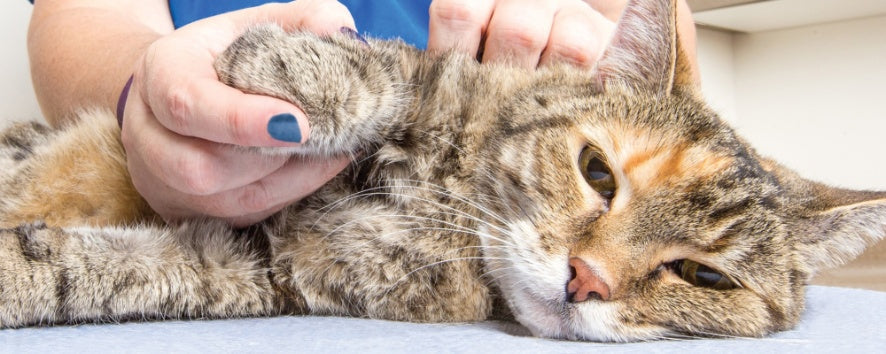 Managing Arthritis in Older Cats: Pain Relief and Mobility Tips
