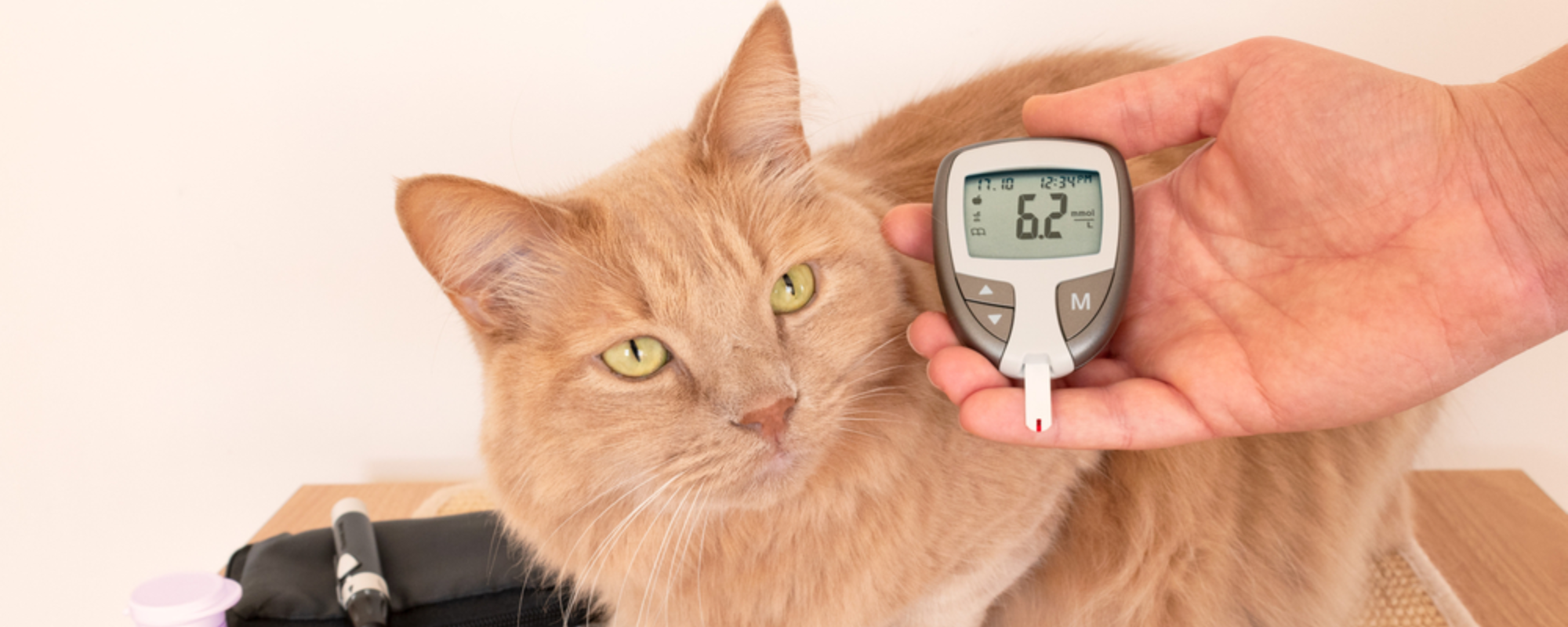 Managing Feline Diabetes: Spotting Symptoms, Preventing Onset, and Treating Your Cat