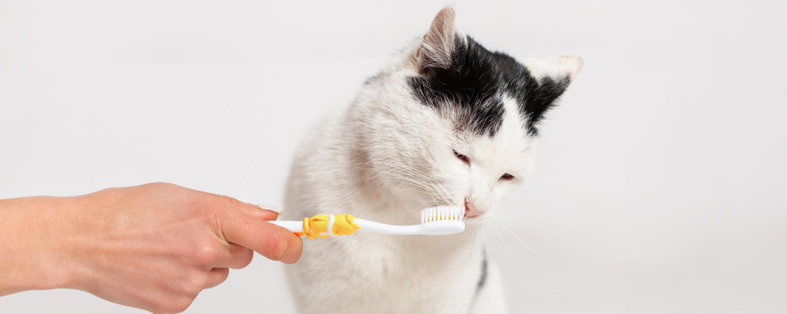 Oral Hygiene for Cats: Tips to Prevent Dental Diseases