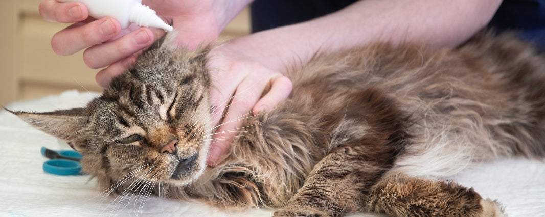 Parasite Prevention for Cats Fleas, Ticks, and Worms