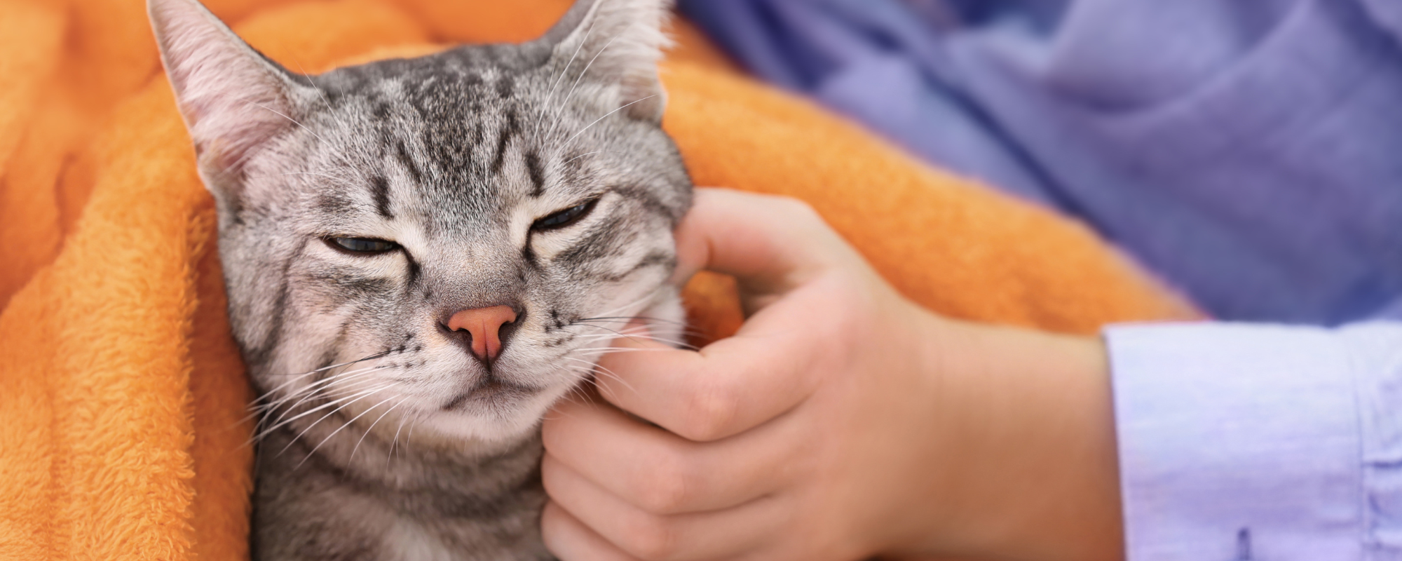 Recognizing Pain in Aging Cats: What Every Cat Owner Should Know