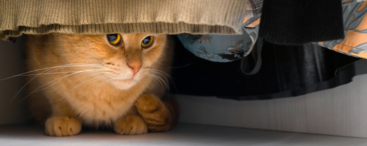 Separation Anxiety in Cats: Tips to Comfort & Soothe Your Feline – Pet ...