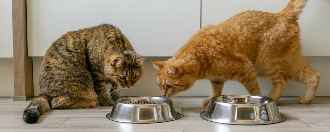 Should You Feed Your Cat Both Wet and Dry Food? The Benefits of a Mixed Diet