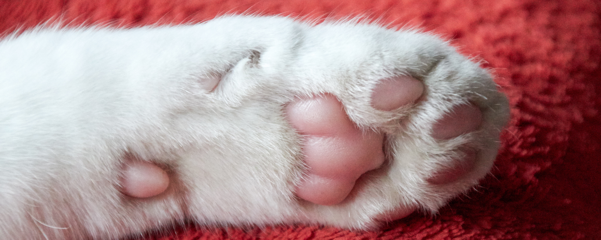 Soft cat paws on sale