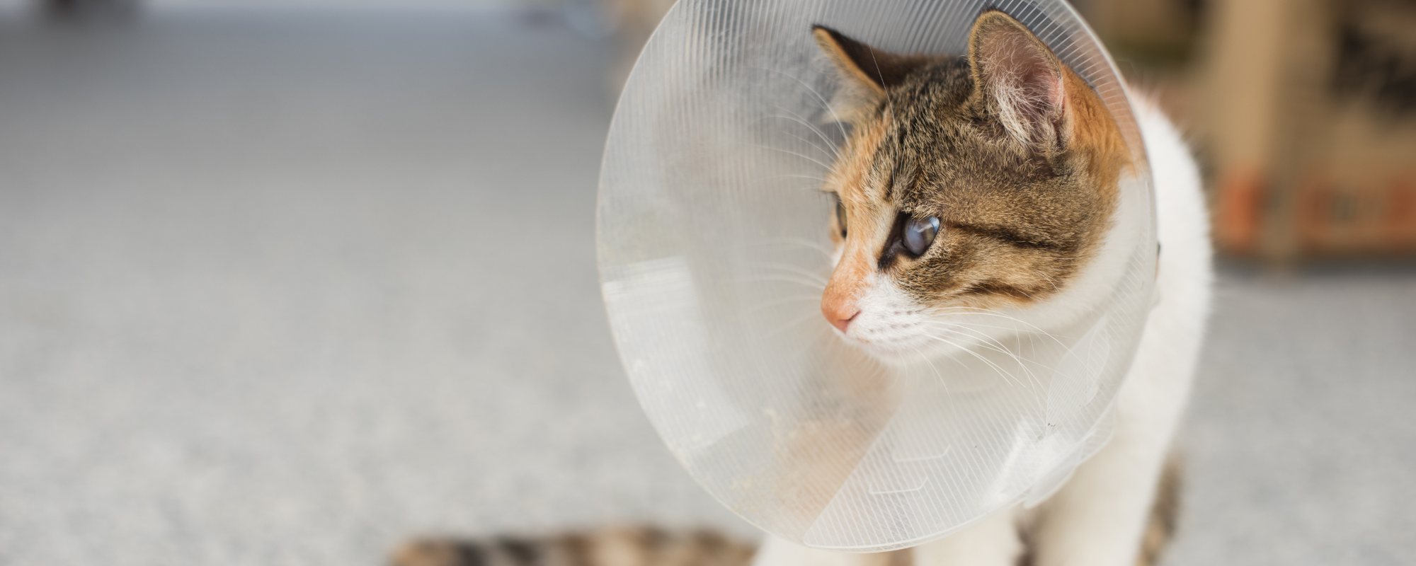 Spaying and Neutering: When is the Right Time for Your Pet?