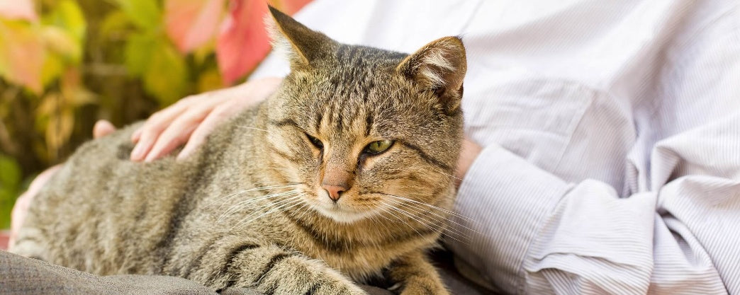 Spotting the Early Signs of Illness in Aging Cats And Prevention