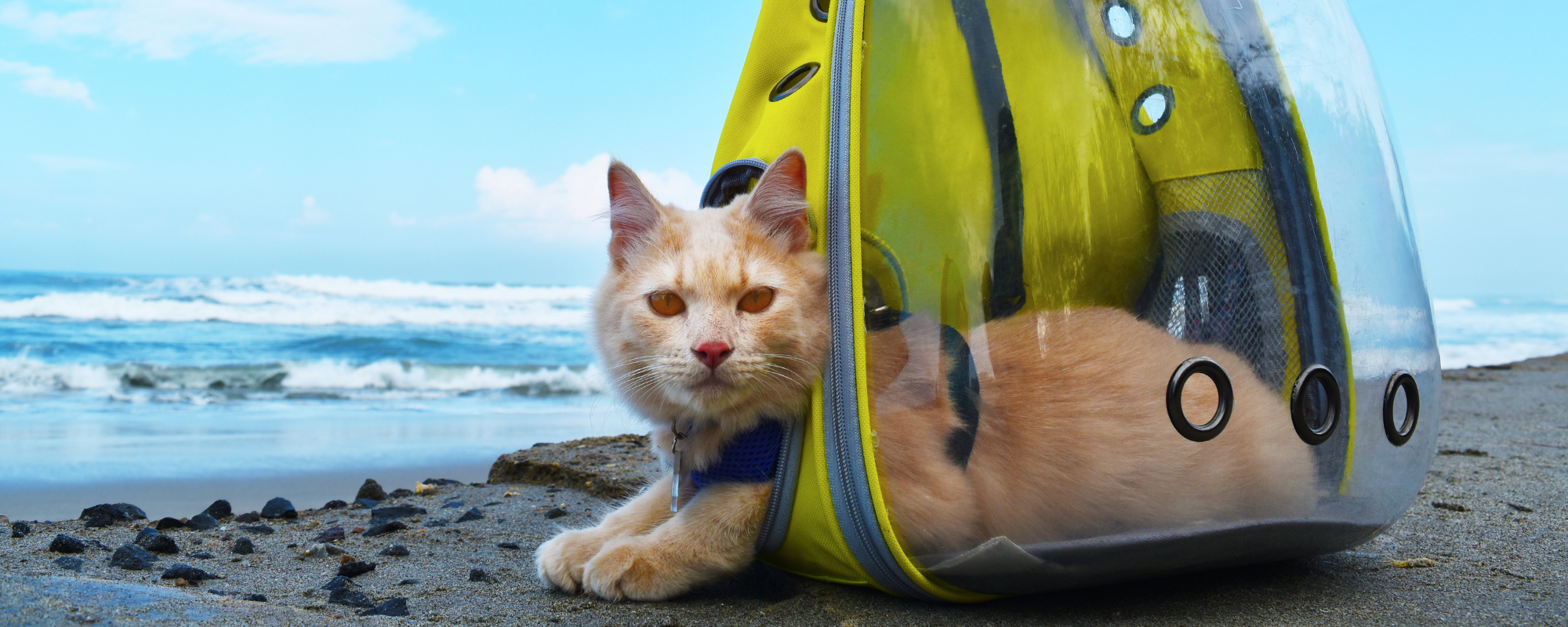 Stress-Free Adventures: 8 Essential Tips for Traveling with Your Cat