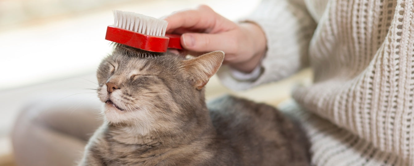The Importance of Regular Brushing: Reducing Shedding and Preventing Mats
