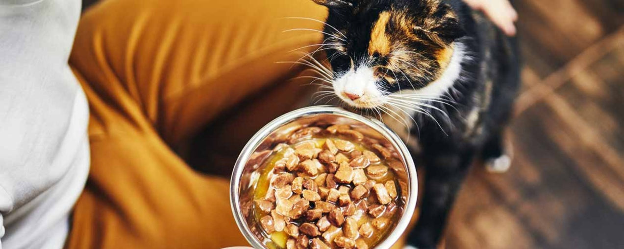 The Pros and Cons of Homemade Cat Food: Is It Worth It?