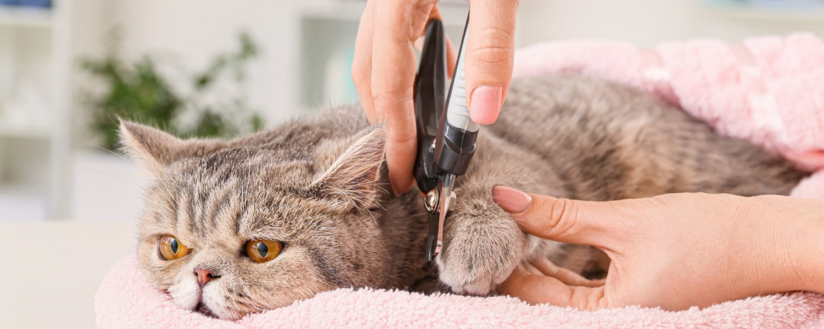 Tips for Cats Who Hate Grooming: How to Make It Stress-Free