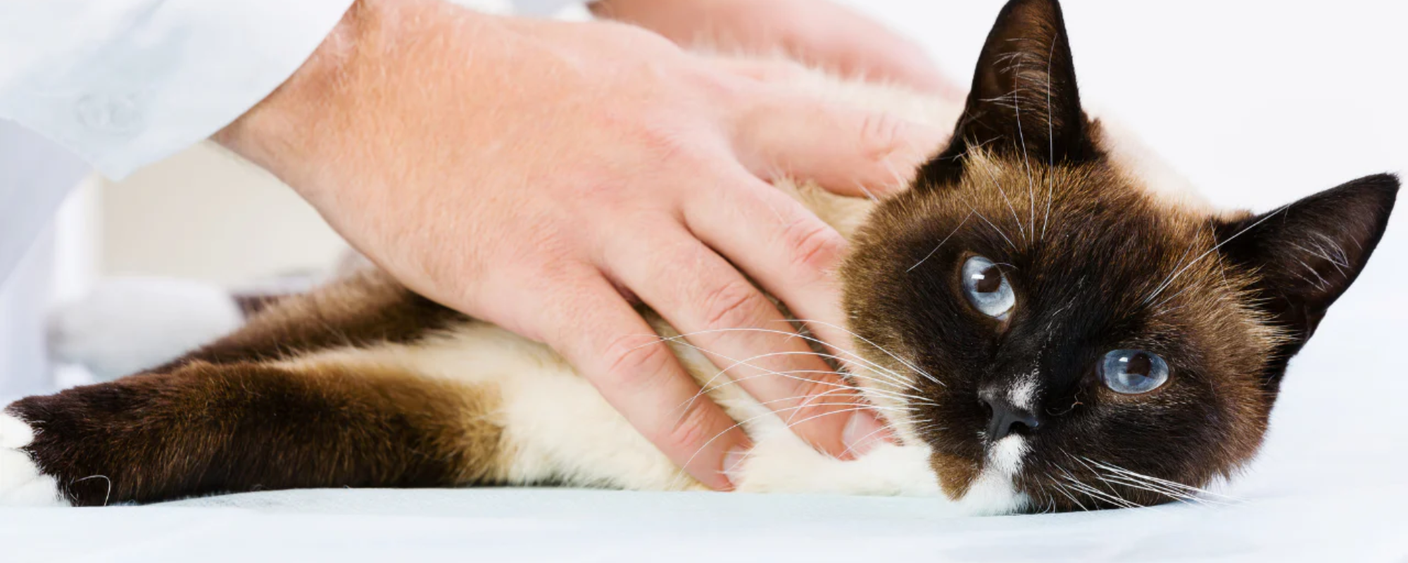 Top Natural Remedies to Improve Your Cat’s Overall Well-being