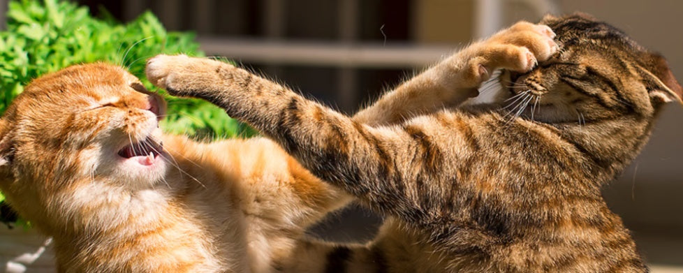 Understanding Cat Aggression Why Cats Fight and How to Stop It