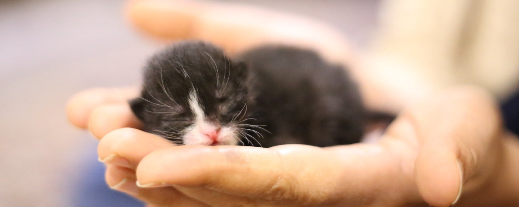 Welcome Home, Kitty! The First 30 Days With Your New Feline Friend