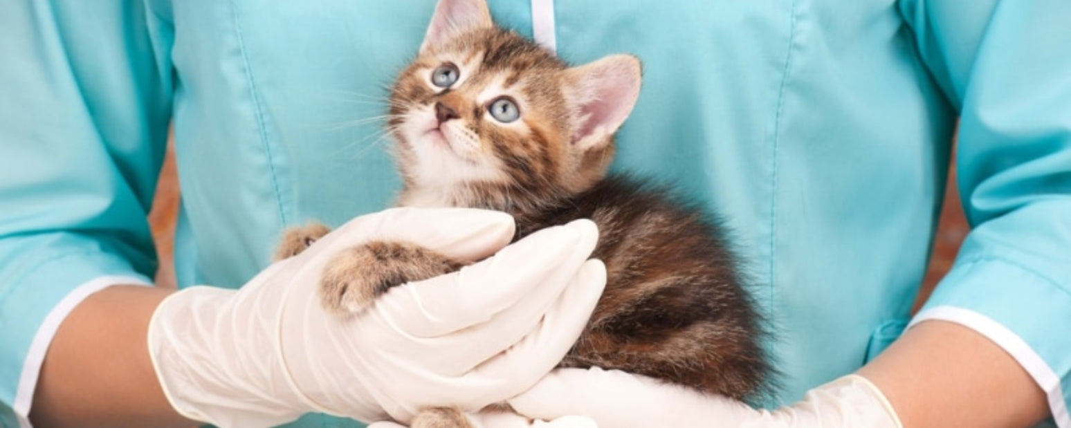 What Happens at Your Kitten’s First Vet Visit? Here’s the Scoop!