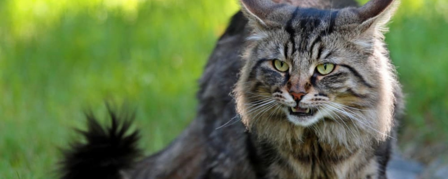 What Is the Flehmen Response? A Peek Into Your Cat's Sensory World