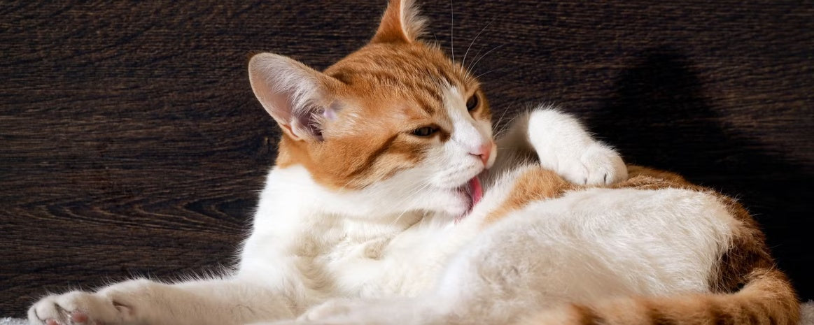 Why Cats Groom: Secrets Behind Their Self-Care Rituals