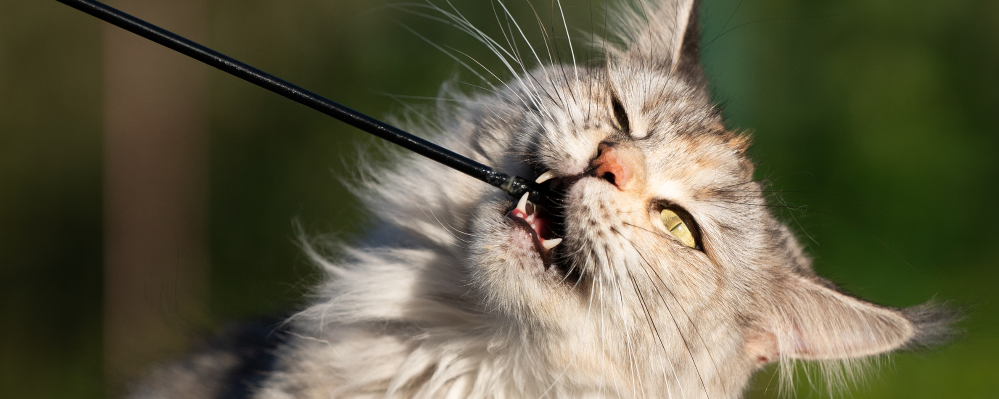 Why Do Pets Chew and How to Help Them Stop