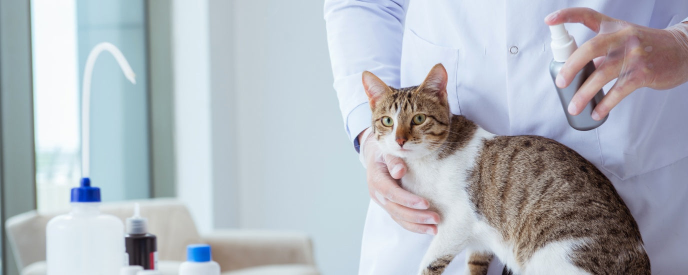 understanding cat spraying ; causing and solutions