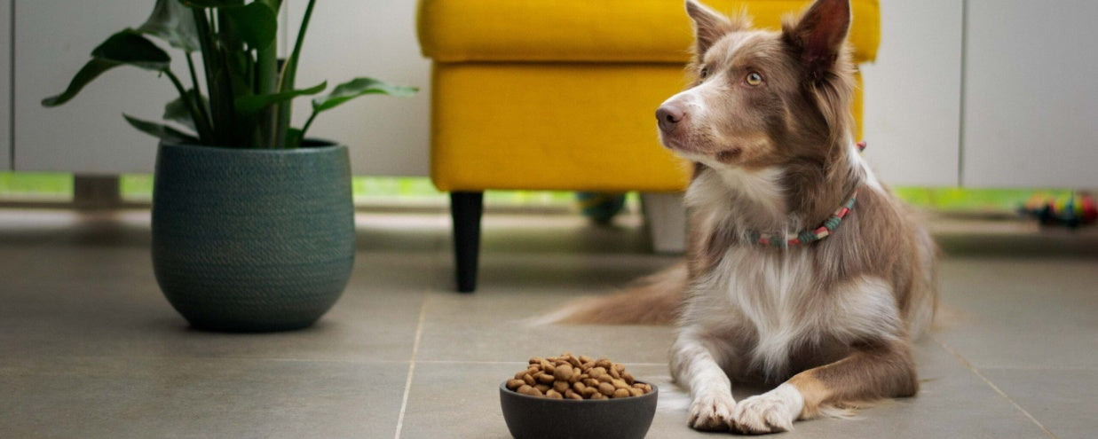 10 Common Dog Feeding Mistakes and How to Avoid Them for a Healthier Pup