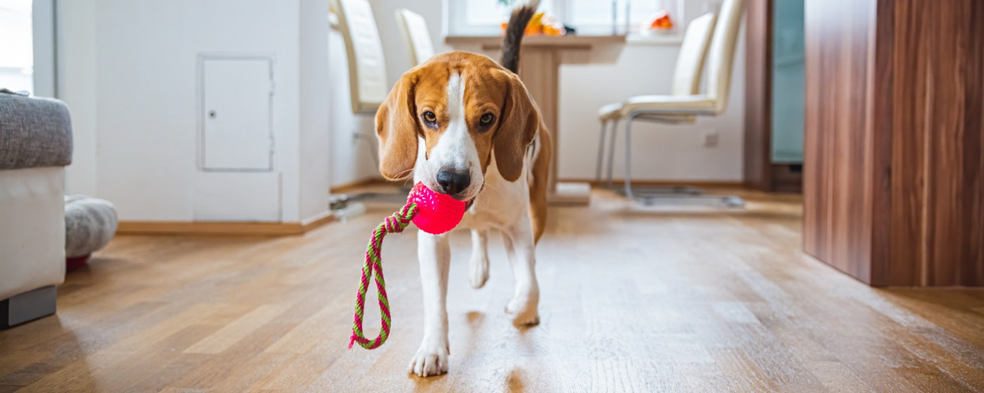 10 Indoor Games to Burn Off Your Dog’s Energy at Home