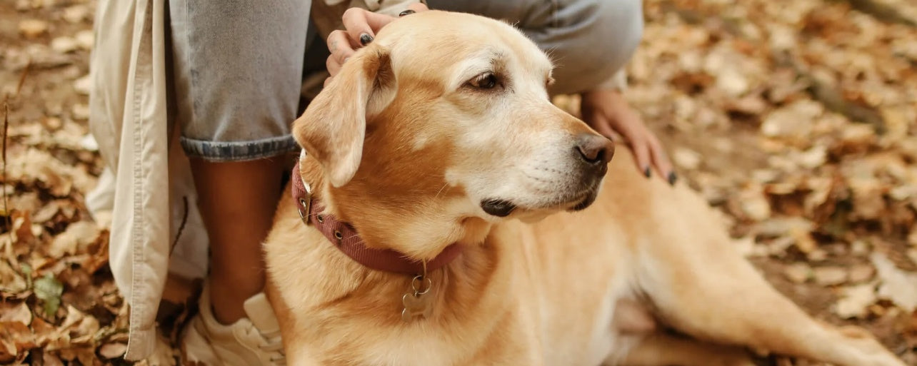 10 Ways to Tell If Your Dog Has Seasonal Allergies (And What You Can Do)