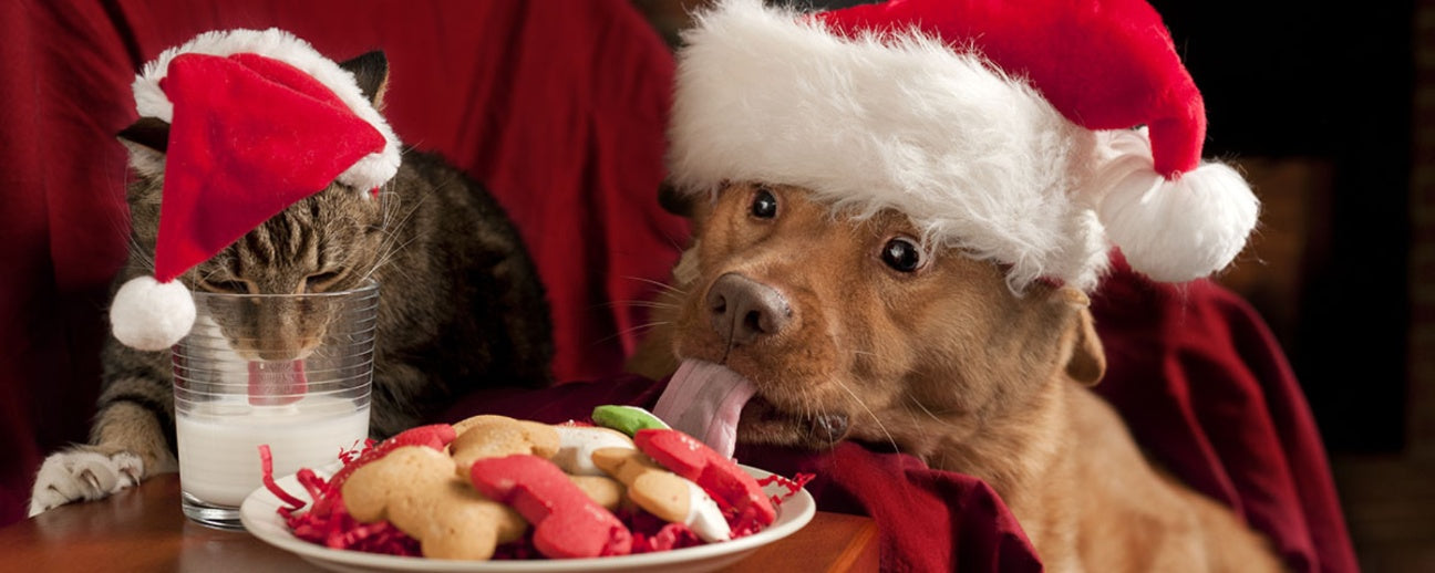 15 Festive Items That Can Be Harmful to Your Pets